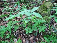 Arisaema amurense