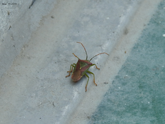 Acanthosoma spinicolle