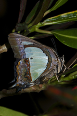 Polyura arja