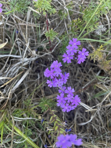 Glandularia tenuisecta iNat (3)