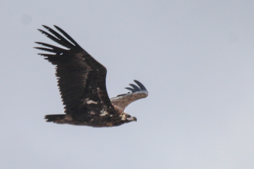 Cinereous Vulture (Aegypius monachus), photo 9