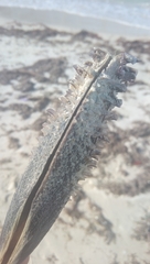 Pinnidae
