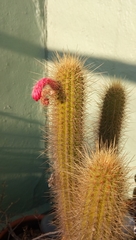 Cleistocactus
