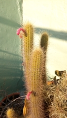 Cleistocactus