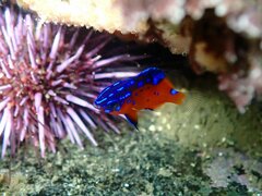Garibaldi photo 4