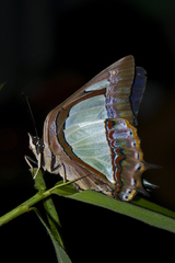 Polyura arja