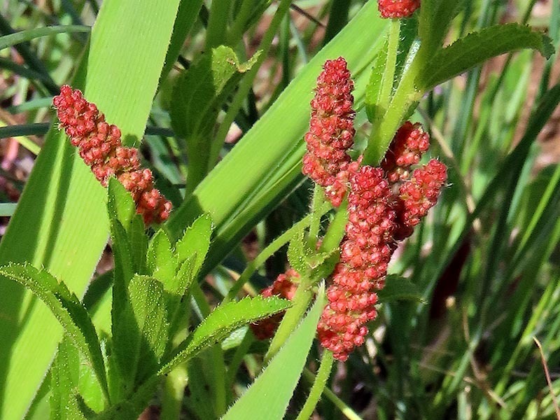 three-seeded mercuries from Usuthu forest, Mbekhetulu on October 19 ...