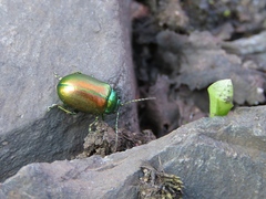 Chrysolinina