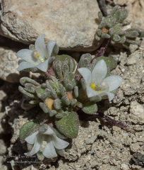 Nemacladus californicus