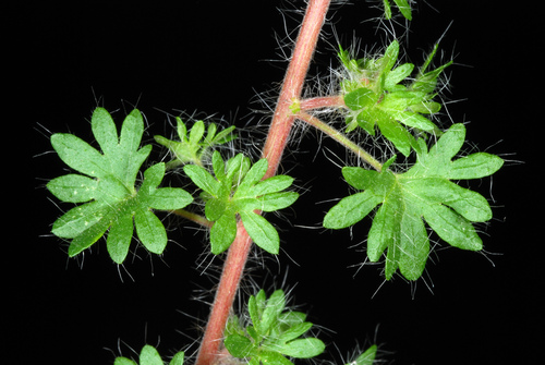 Acalypha radians