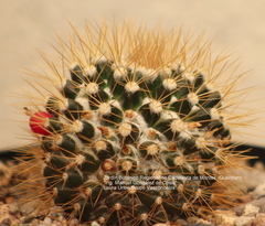 Mammillaria nivosa