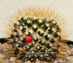 Mammillaria nivosa