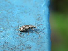 Polydrusus tereticollis