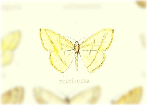 Scopula rectisecta