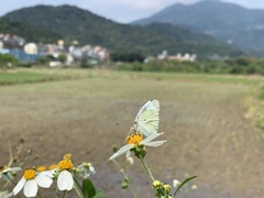 Pieris rapae crucivora
