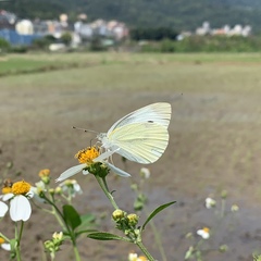 Pieris rapae crucivora