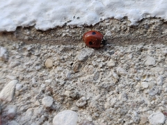 Adalia bipunctata