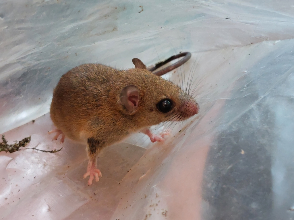 bicolored arboreal rice rat from 8WVH+GQP Parc national Yasuni ...