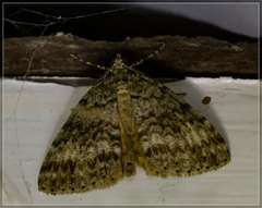 Pseudocoremia indistincta