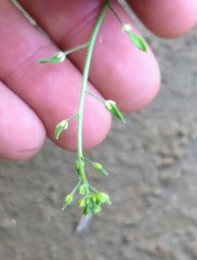 Tomostima cuneifolia