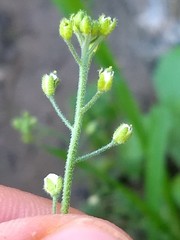 Tomostima cuneifolia