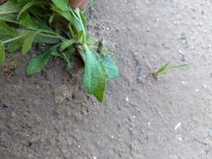 Tomostima cuneifolia