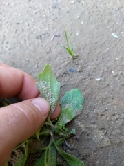 Tomostima cuneifolia