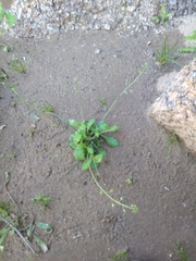 Tomostima cuneifolia