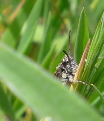 Chimarocephala pacifica