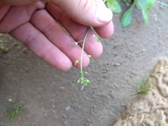 Tomostima cuneifolia