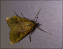 Mnesictena flavidalis