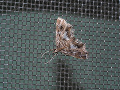 Paracymoriza vagalis