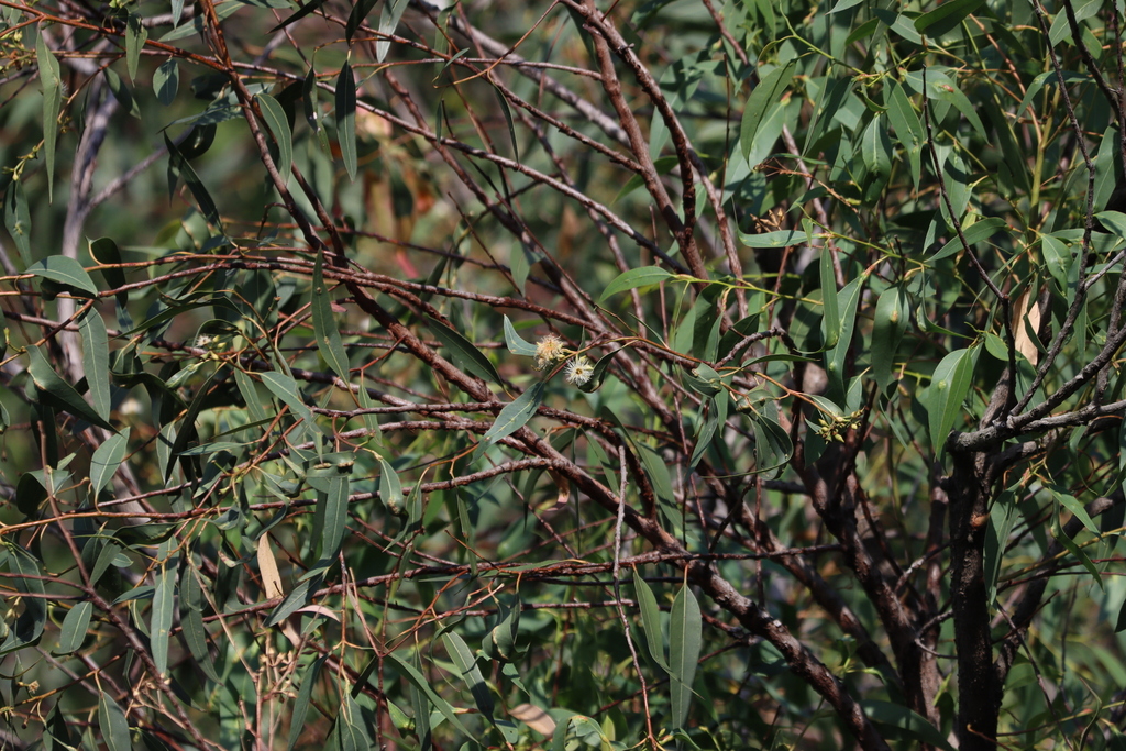 Eucalyptus kirtoniana
