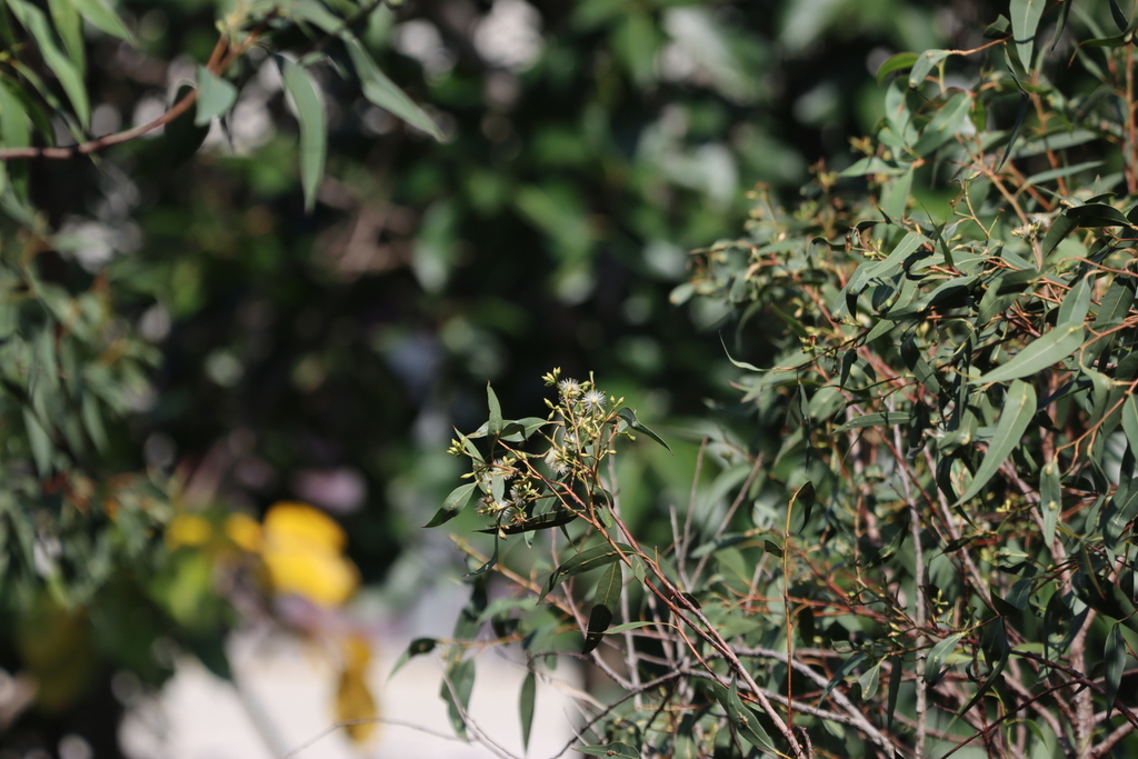 Eucalyptus kirtoniana 2
