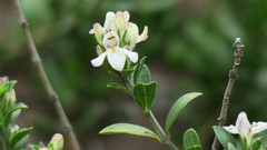 Justicia campylostemon