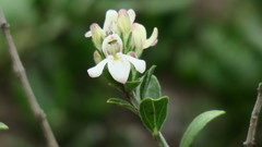 Justicia campylostemon