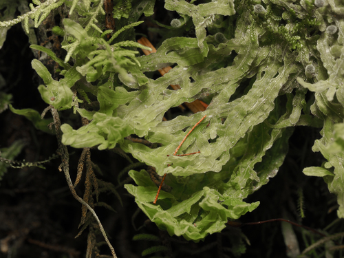 Metzgeria americana