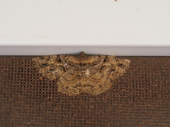 Psilalcis pulveraria