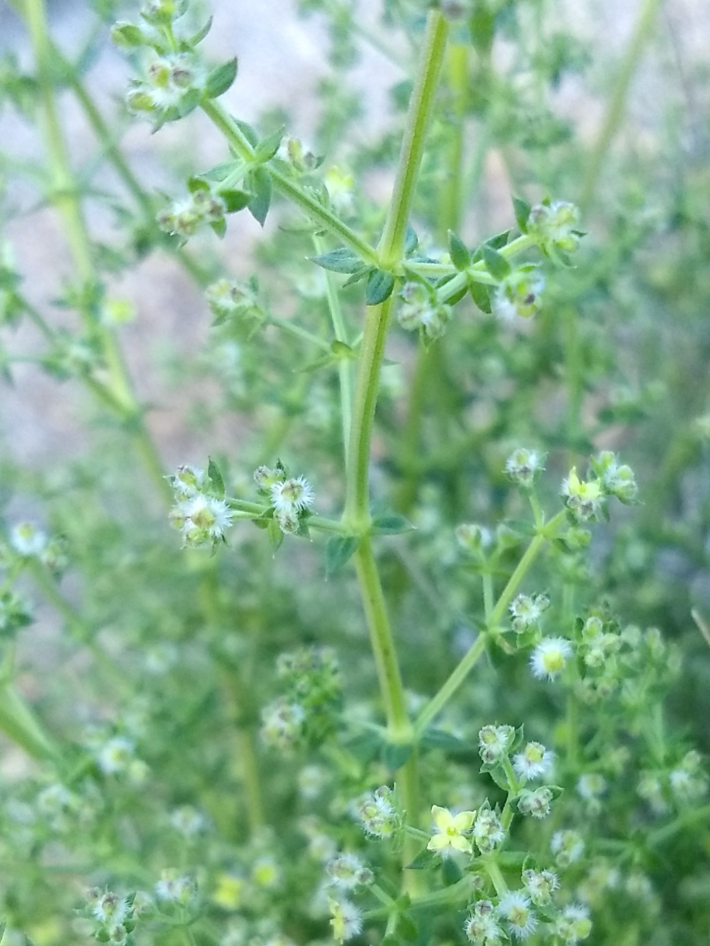 Galium stellatum