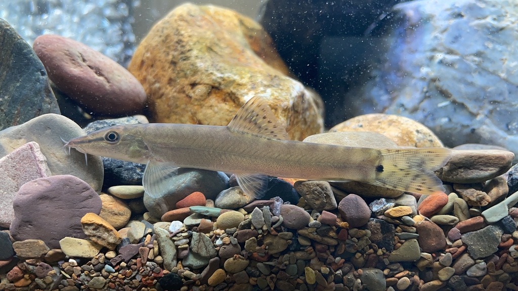 Parabotia banarescui