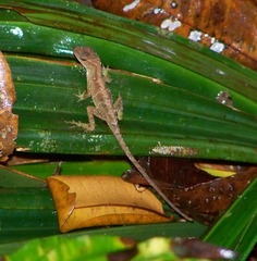 Anolis uniformis