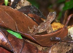 Anolis uniformis