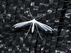 Pterophorus