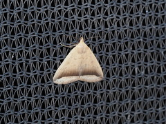 Simplicia mistacalis