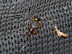 Chlaenius bioculatus