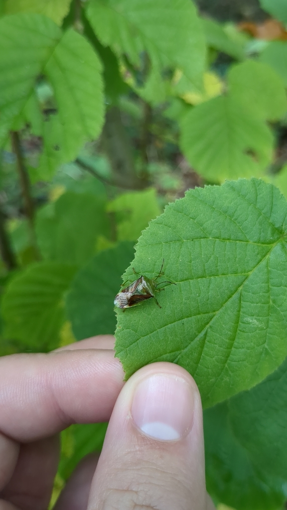 Birch Shield Bug from Nower wood on October 25, 2023 at 02:20 PM by ...