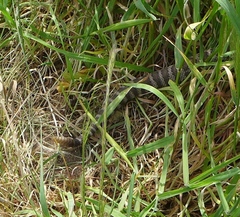 Crotalus oreganus