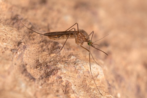 House Mosquito Complex