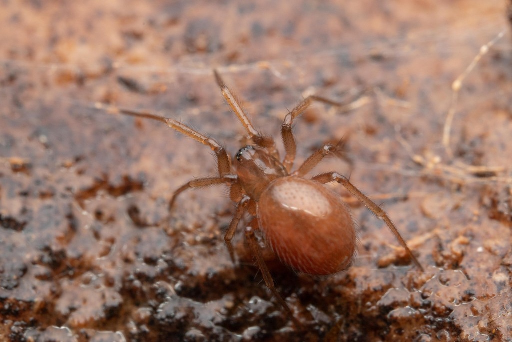 Saaristoa