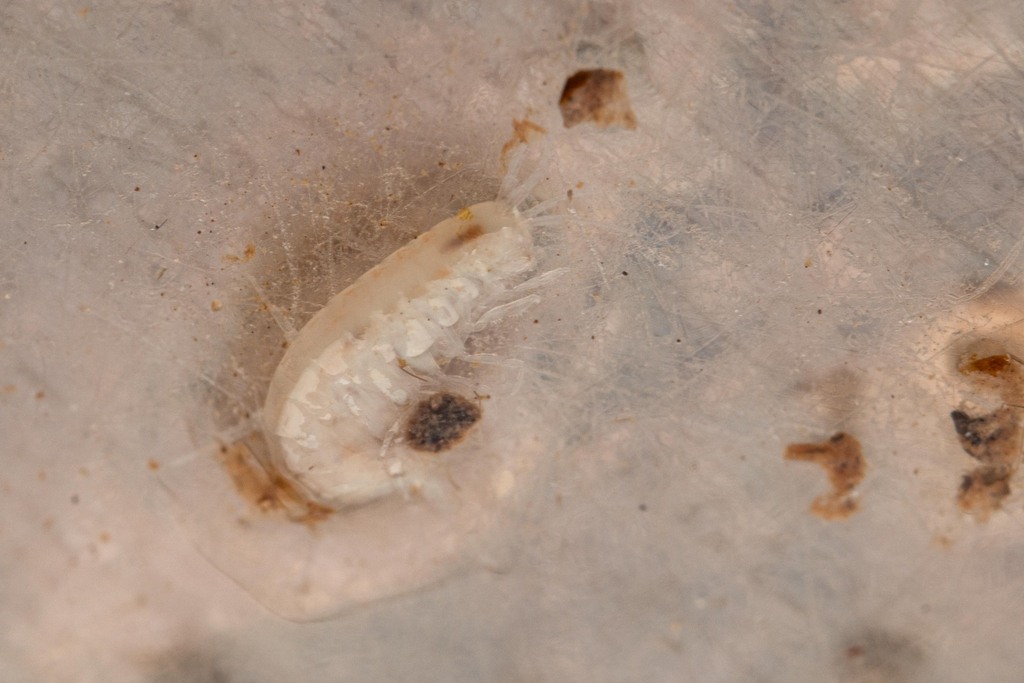 Niphargus vandeli